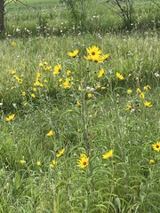 Helianthus maximiliani