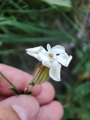 Silene latifolia alba