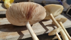 Entoloma strictius