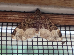 Euphyia intermediata