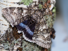 Catocala fraxini