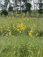 Helianthus maximiliani