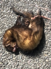 Mustela putorius