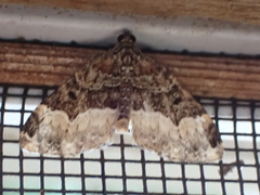 Euphyia intermediata