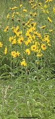 Helianthus maximiliani