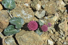 Asclepias solanoana
