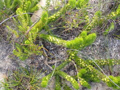 Aspalathus alopecurus