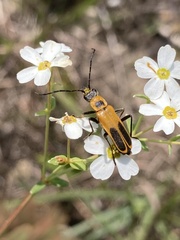 Chauliognathus pensylvanicus