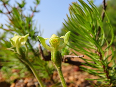 Disperis villosa