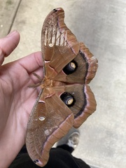 Antheraea polyphemus