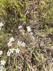 Chauliognathus pensylvanicus