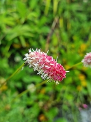 Sanguisorba tenuifolia