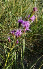 Liatris cylindracea