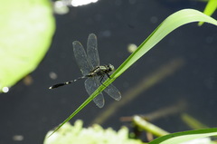 Orthetrum sabina