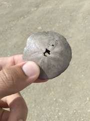 Echinarachnius parma