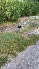 Oryctolagus cuniculus