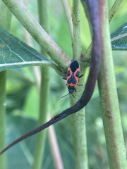 Lygaeus kalmii