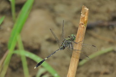 Orthetrum sabina