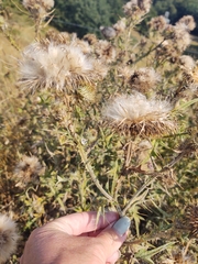 Carduus acanthoides