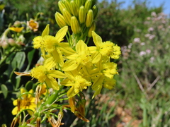 Bulbine annua
