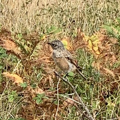 Saxicola rubicola