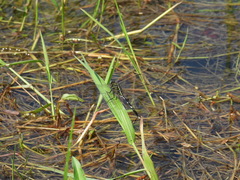 Orthetrum sabina