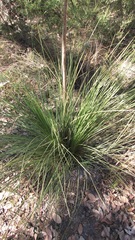 Xanthorrhoea brunonis