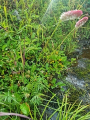 Sanguisorba tenuifolia