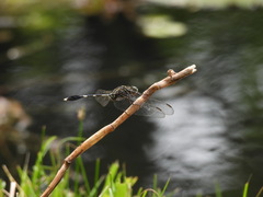 Orthetrum sabina
