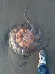 Chrysaora melanaster