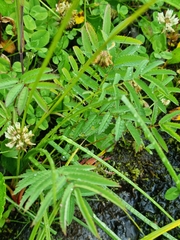 Sanguisorba tenuifolia
