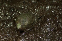 Neogastropoda