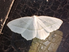 Campaea perlata