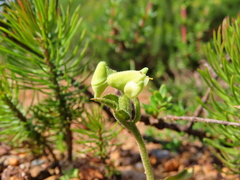 Disperis villosa