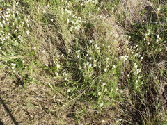 Dischisma ciliatum erinoides