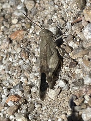 Oedipoda germanica