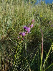 Liatris cylindracea