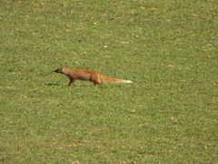 Cynictis penicillata