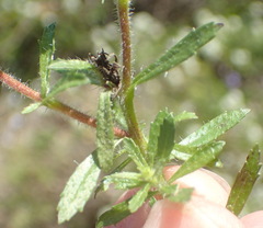 Dischisma ciliatum erinoides