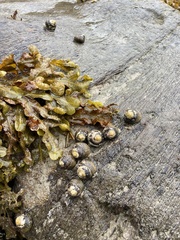 Steromphala umbilicalis