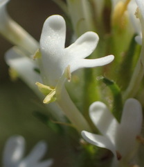 Dischisma ciliatum erinoides