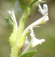 Dischisma ciliatum erinoides