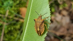 Carpocoris fuscispinus