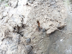 Sceliphron curvatum