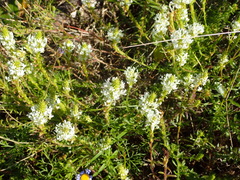 Dischisma ciliatum erinoides