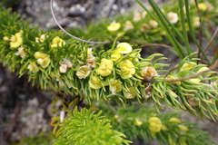 Aspalathus alopecurus