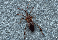 Leptoglossus clypealis