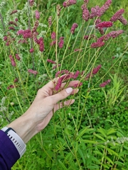 Sanguisorba tenuifolia