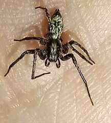 Anyphaena accentuata