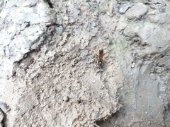 Sceliphron curvatum